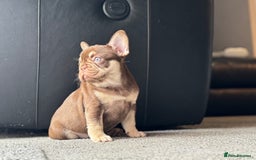 French Bulldog dogs for sale: 1 female available  READY TO LEAVE,   - Image 11