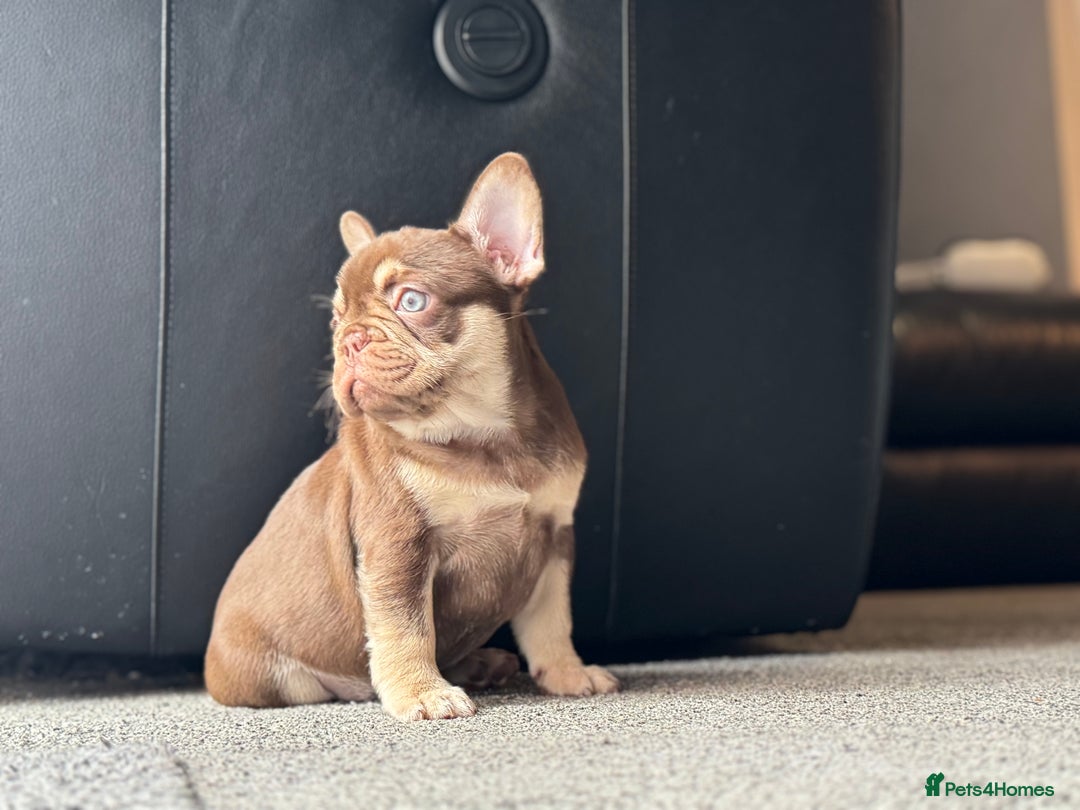 French Bulldog dogs for sale: 1 female available  READY TO LEAVE,   - Image 11