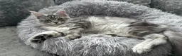 Maine Coon cats for sale: XXL Maine Coons Kittens Champion Sired  - Advert 14