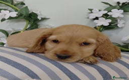 Cocker Spaniel dogs for sale: Ready today KC Show Winning Breeding - Image 15