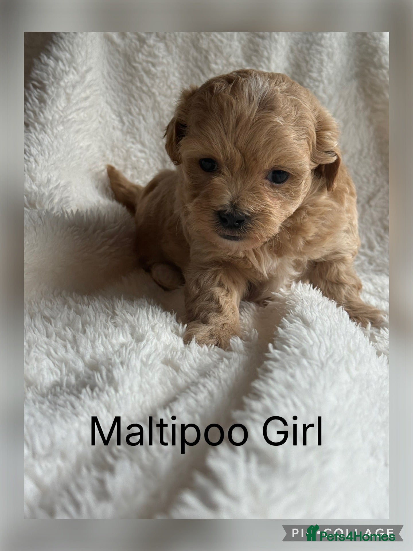 Maltipoo dogs Stunning Maltipoo’s - Advert 2
