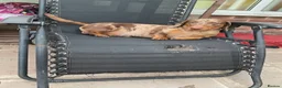 Dachshund dogs for sale: REHOME LOVELY BOY DACHSHUND  - Advert 2