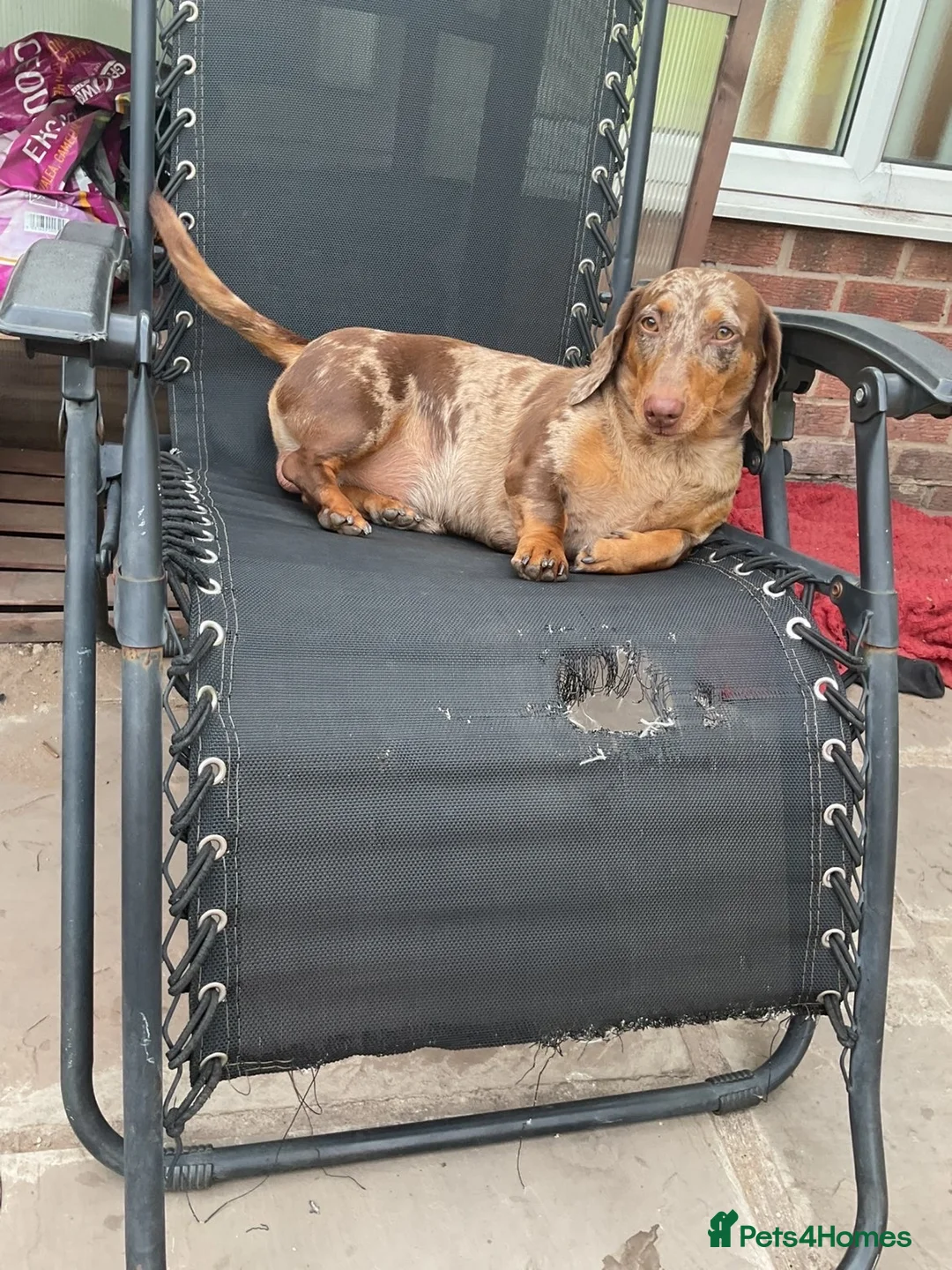 Dachshund dogs for sale: REHOME LOVELY BOY DACHSHUND  - Advert 2