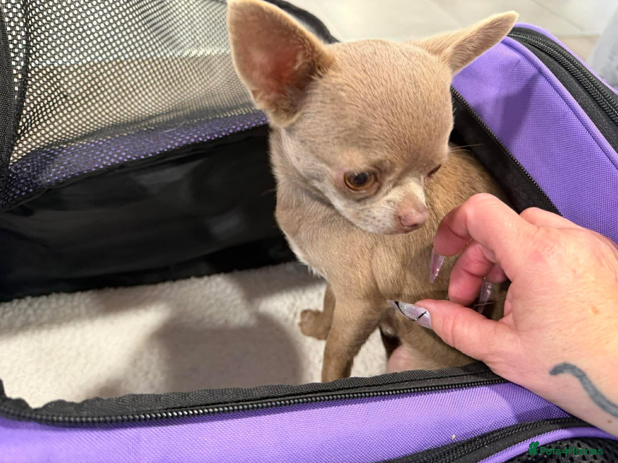 Chihuahua dogs Stunning lilac adult girl - Advert 1