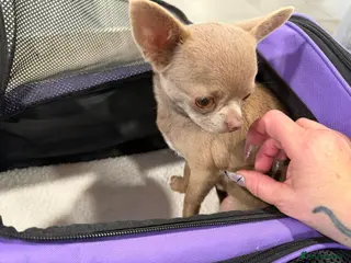 Chihuahua dogs Stunning lilac adult girl - Advert 1