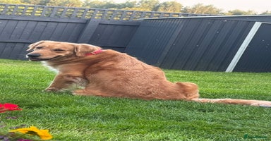 Golden Retriever dogs - Advert 14