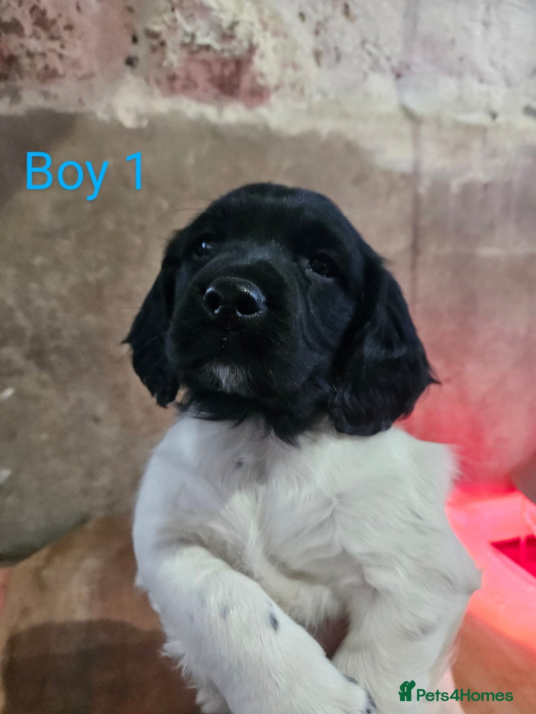 English Springer Spaniel dogs for sale: KC Registered Springer Spaniel Puppies  - Advert 6