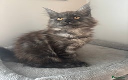 Maine Coon cats for sale: *READY NOW* STUNNING TICA ACTIVE FEMALE KITTEN  - Image 11