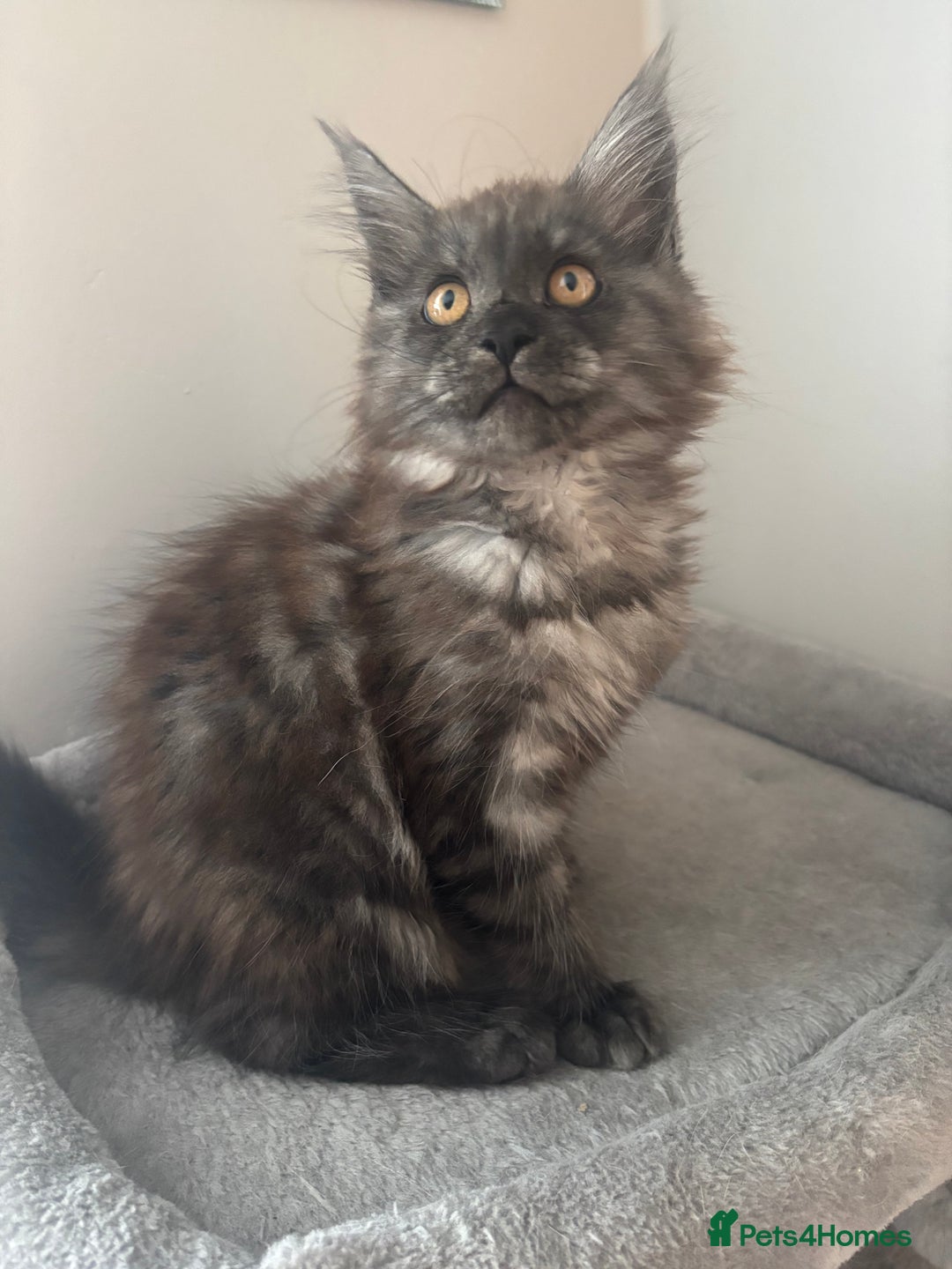 Maine Coon cats for sale: *READY NOW* STUNNING TICA ACTIVE FEMALE KITTEN  - Image 11