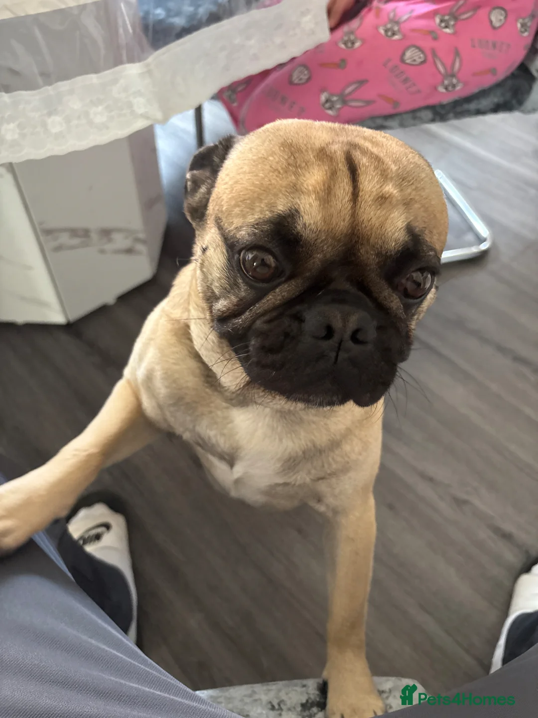 Pug dogs for stud: Ready for stud  in Wolverhampton - Advert 2