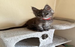 Maine Coon cats for sale: Pedigree GCCF Russian Import line Maine Coons - Image 10