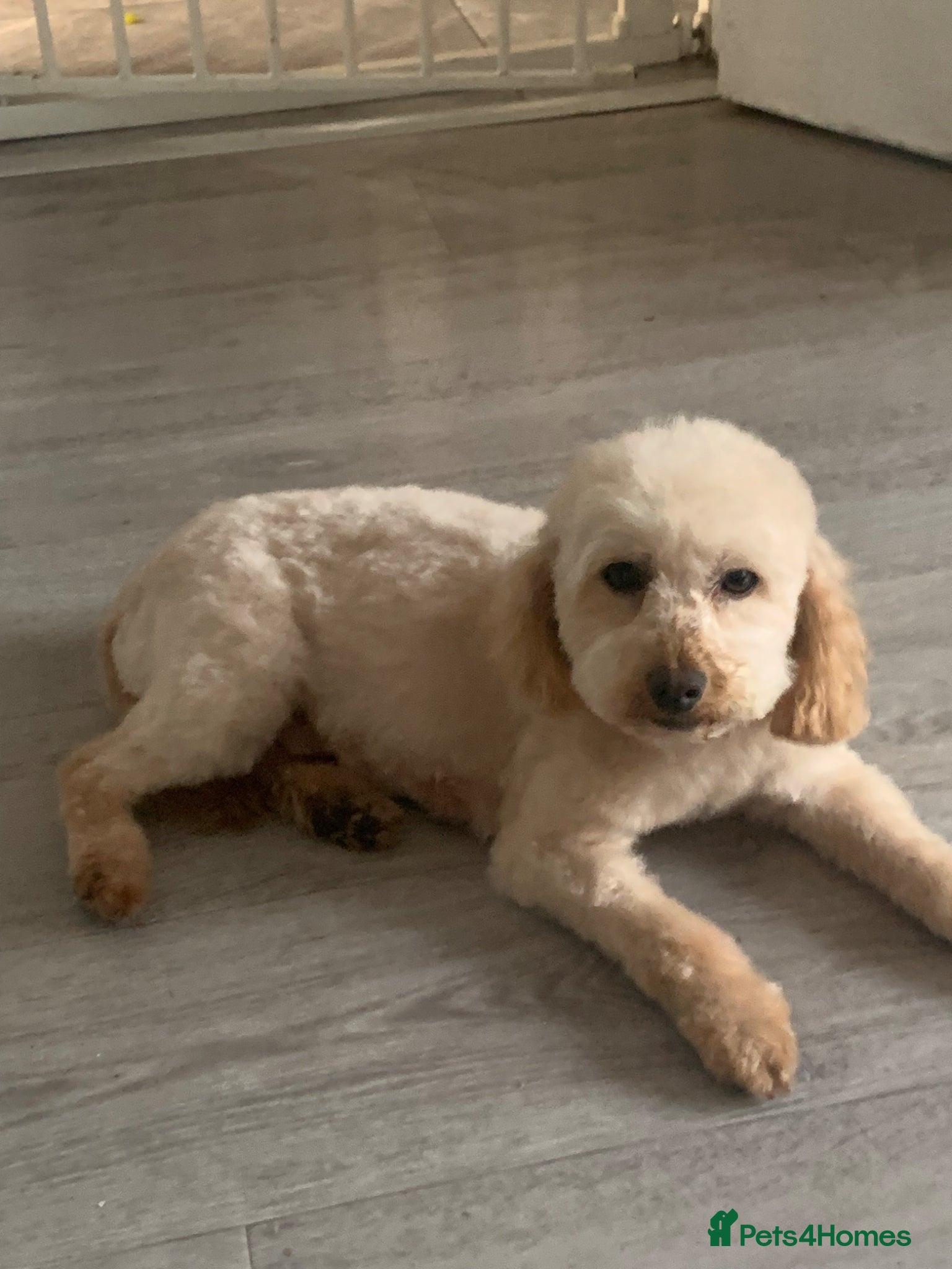 Toy Poodle dogs 🐩Outstanding Toy Poodle Puppies – Ready to view🐩 - Advert 2