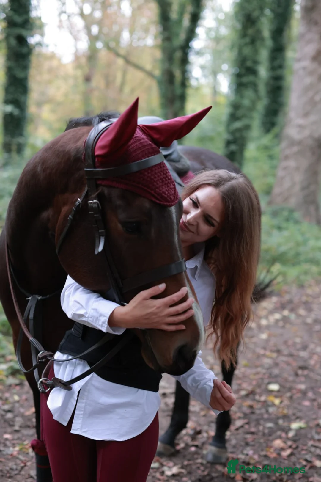 English Thoroughbred horses for sale: TB mare for sale, 16.2 hh, 7 years old - Advert 1