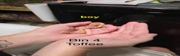 Snake reptiles for sale: Western hognose hatchlings  in Canterbury - Advert 6