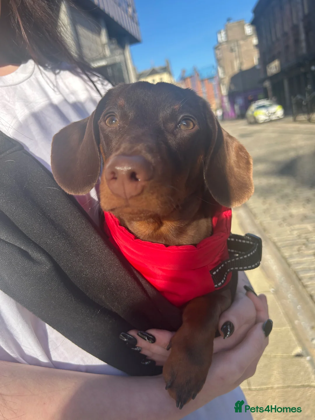 Miniature Dachshund dogs for sale: Miniature Dachshund in Dundee - Advert 1