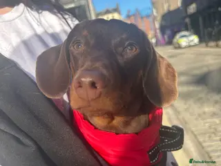 Miniature Dachshund dogs Miniature Dachshund - Advert 1