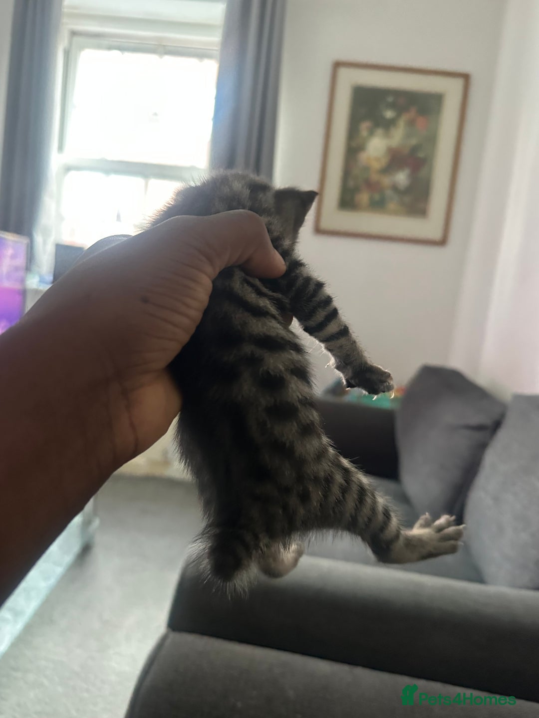Manx cats for sale: Beautiful Banx Kittens  - Image 13
