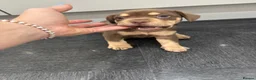 Mixed Breed dogs for sale: 3/4 French Bull Dog puppies  - Advert 3