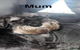 Miniature Schnauzer dogs for sale: Ready for our forever home’s miniature schnauzers  - Image 16