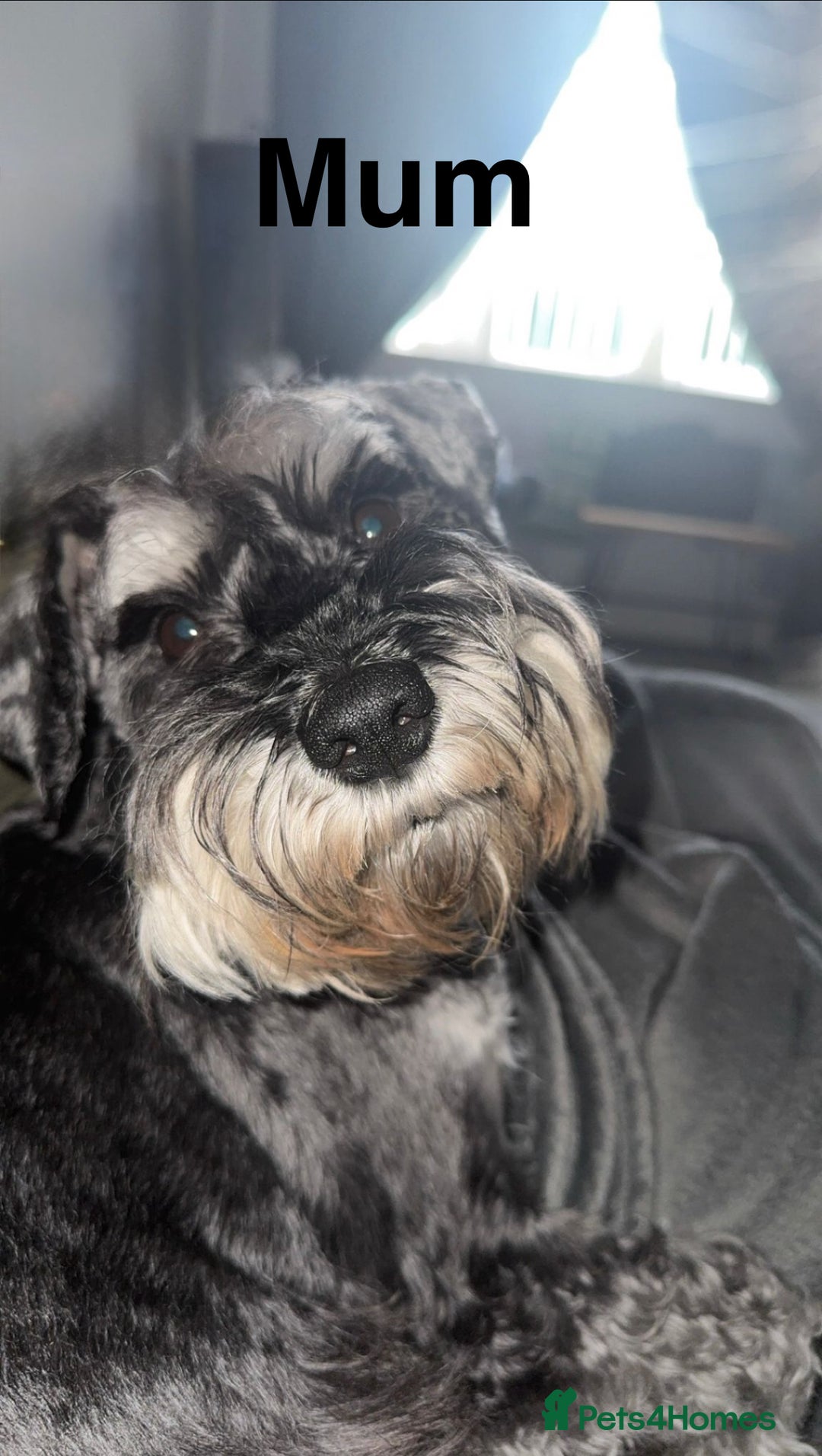 Miniature Schnauzer dogs for sale: Ready for our forever home’s miniature schnauzers  - Image 16
