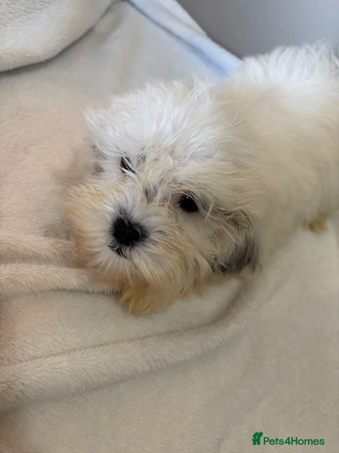 Malshi dogs for sale: Malshi puppie in Bury Saint Edmunds - Advert 9