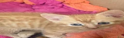 Mixed Breed cats for sale: Four ginger fluff balls in Saint Ives - Advert 2