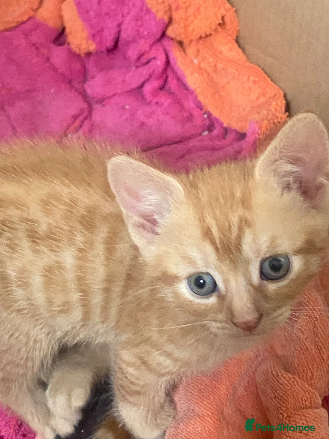 Mixed Breed cats for sale: Four ginger fluff balls in Saint Ives - Advert 2
