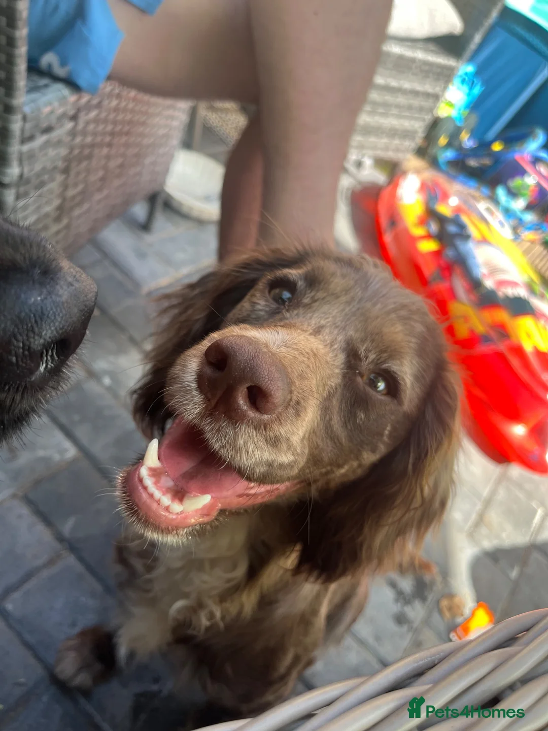 Cocker Spaniel dogs for sale: Merle cocker spaniel puppy 10 months  - Advert 2