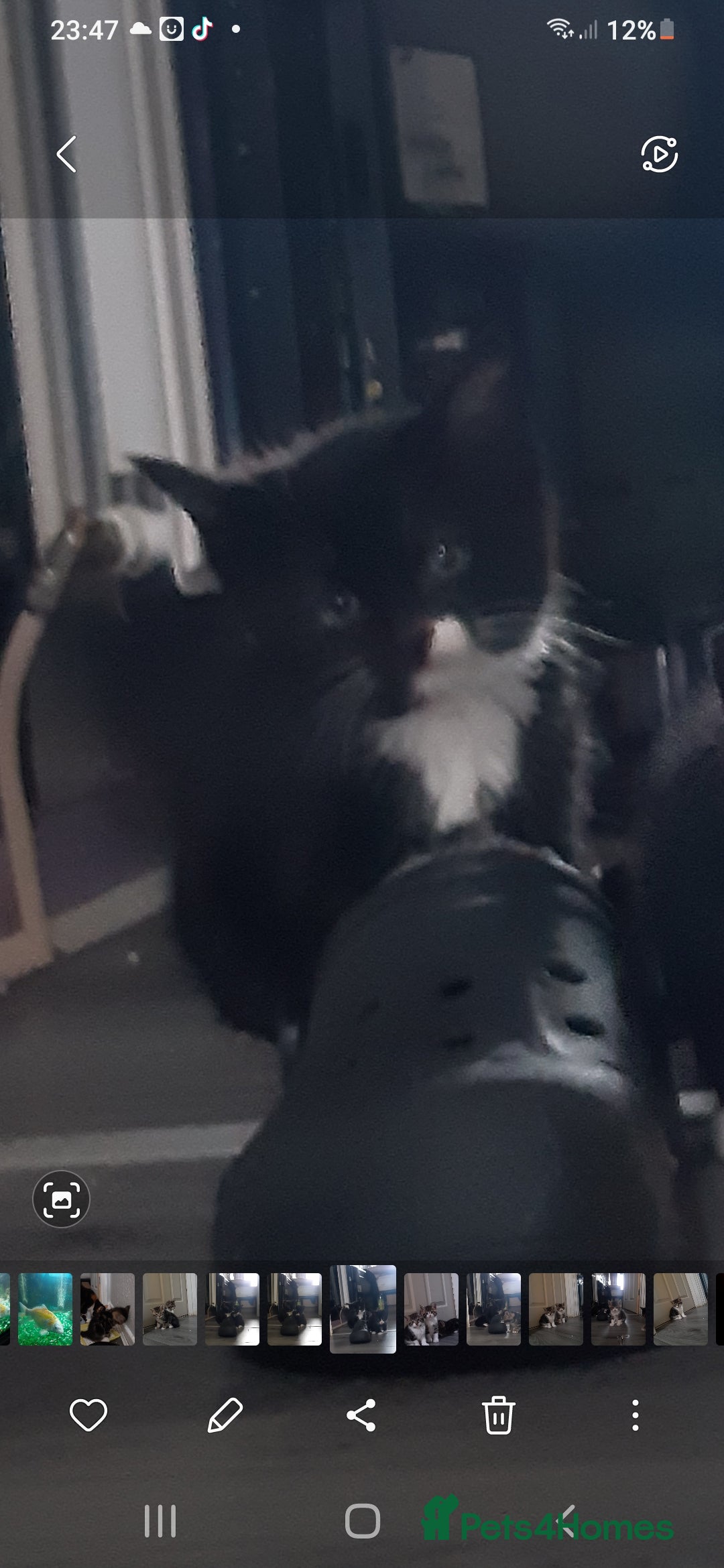 Mixed Breed cats for sale: Ready to go on the 28th - Advert 12