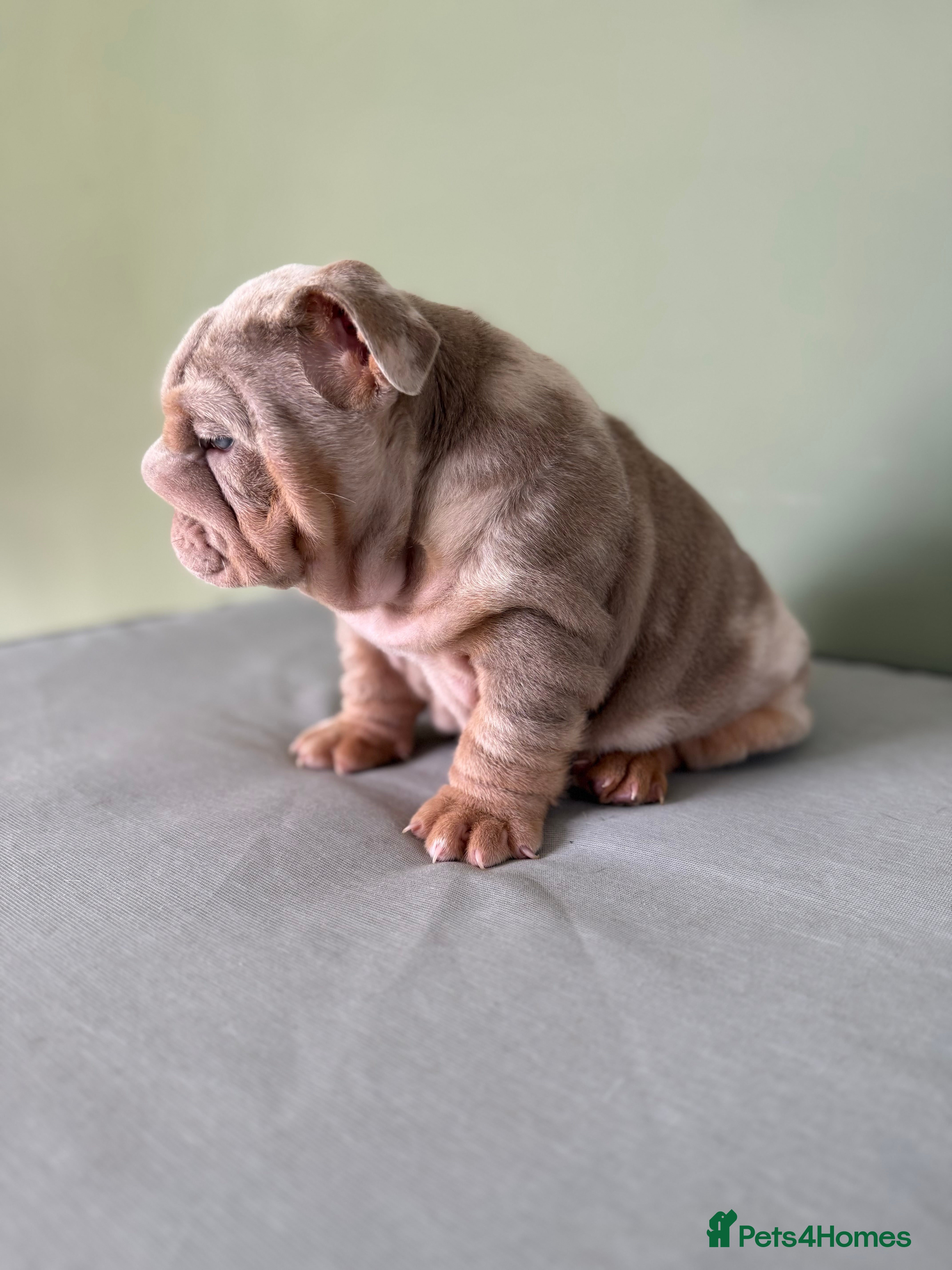 English Bulldog dogs Mr Muscles litter KC Quality English bulldogs - Advert 2