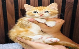 Mixed Breed cats for sale: 🎃 4 Pumpkin Gingers & 2 Phantom Kittens 👻 - Image 4