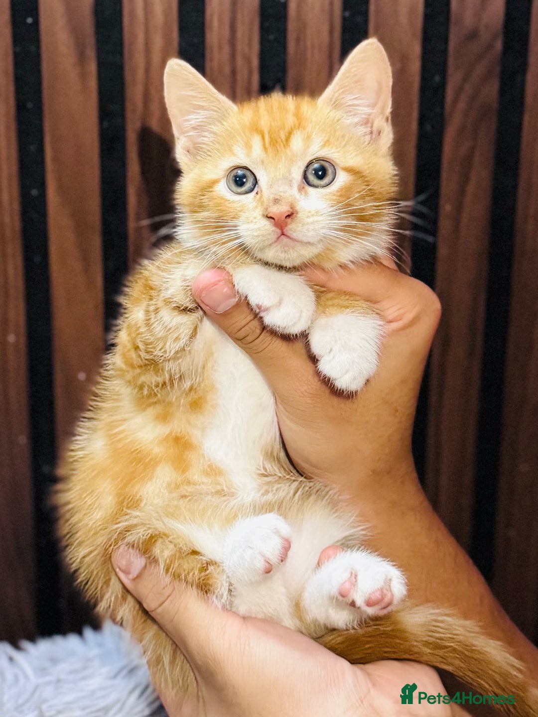 Mixed Breed cats for sale: 🎃 4 Pumpkin Gingers & 2 Phantom Kittens 👻 - Image 4