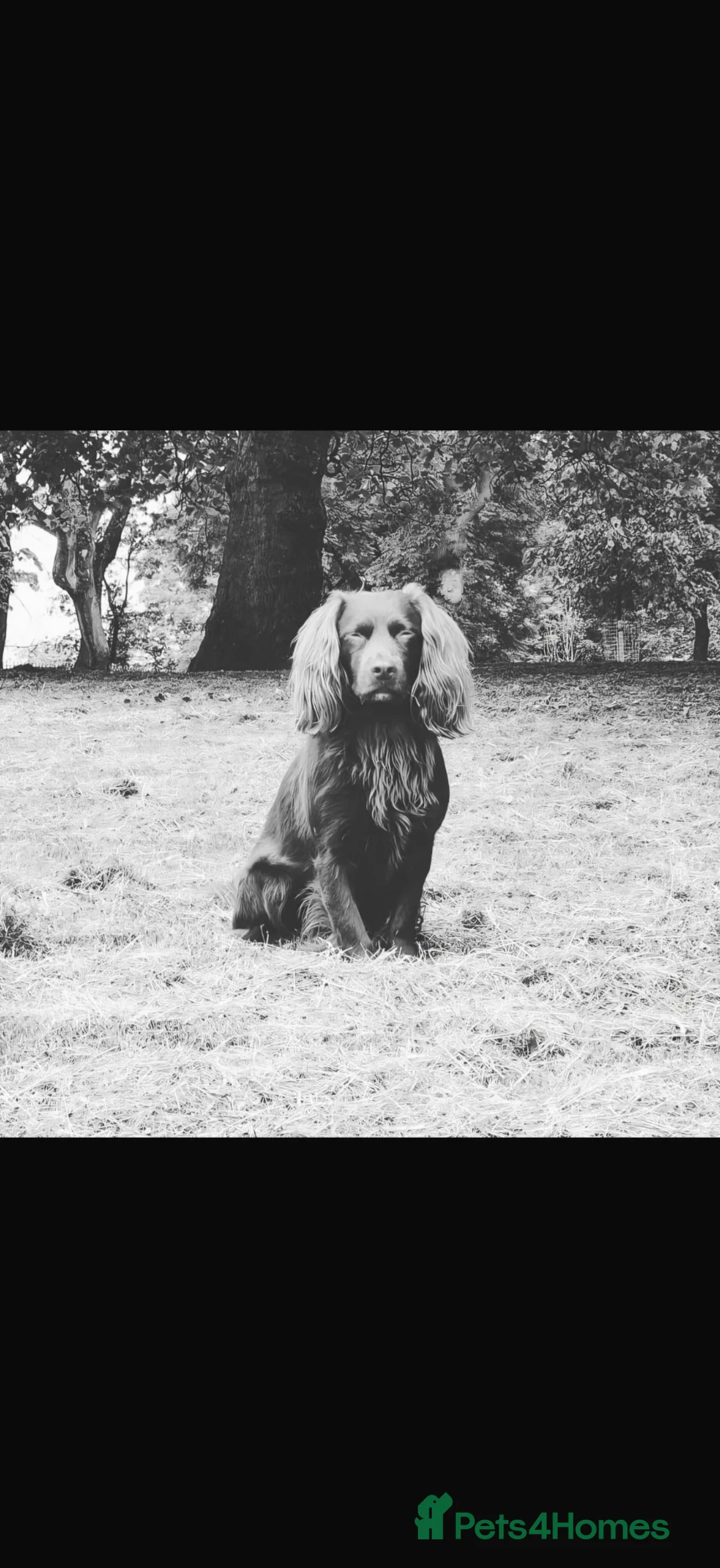 Cocker Spaniel dogs for sale: Kc registered workingline cocker spaniels  - Advert 26