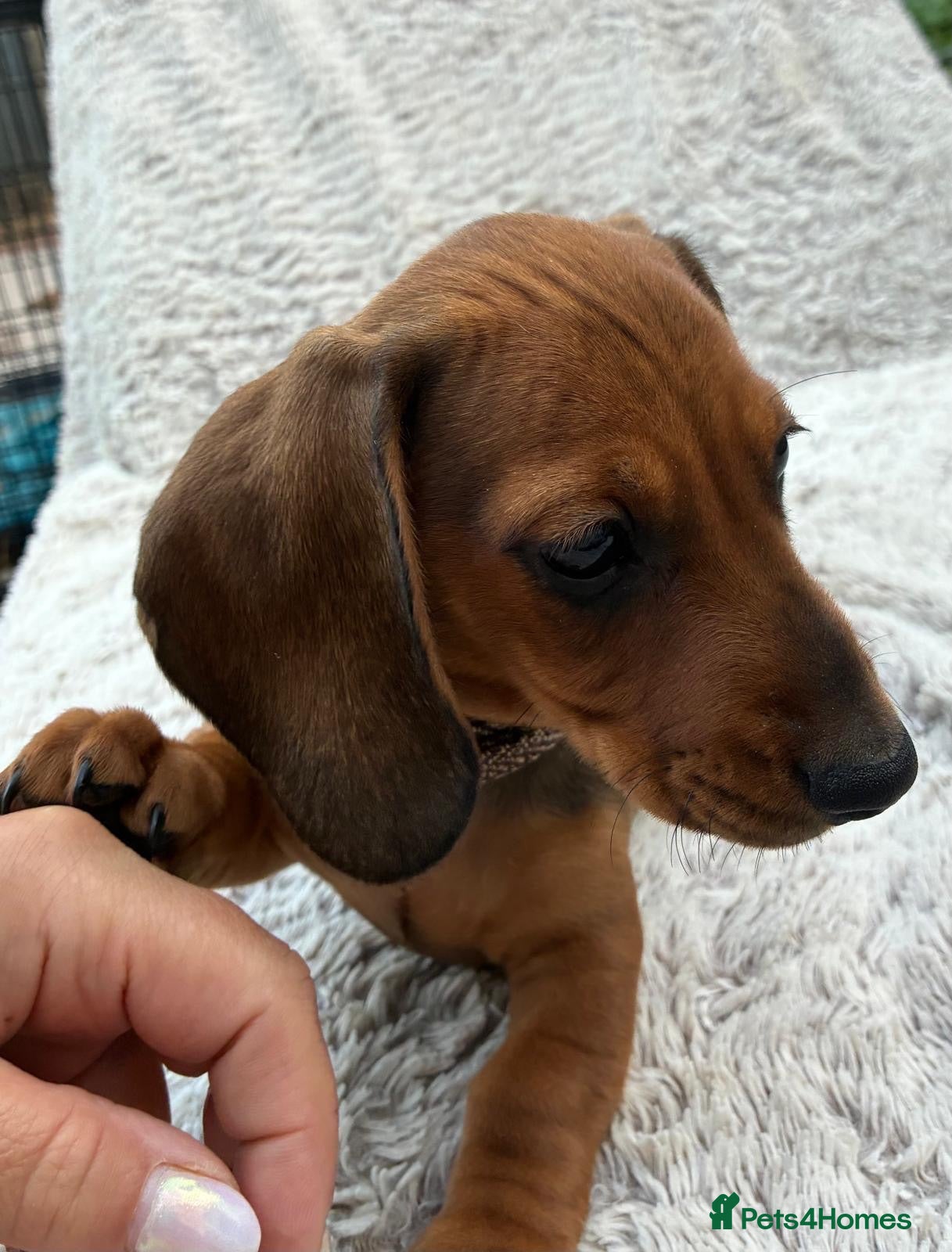 Miniature Dachshund dogs Only 1 Boy pup left  - Advert 20