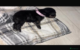 Miniature Schnauzer dogs for sale: 8 beautiful kc registered miniature schnauzer pups - Image 13