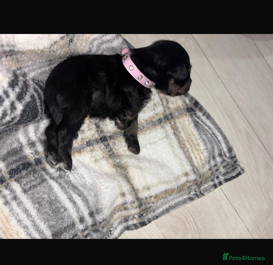 Miniature Schnauzer dogs for sale: 8 beautiful kc registered miniature schnauzer pups - Image 13