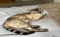 Bengal cats for sale: Bengal bother & sister - Image 6