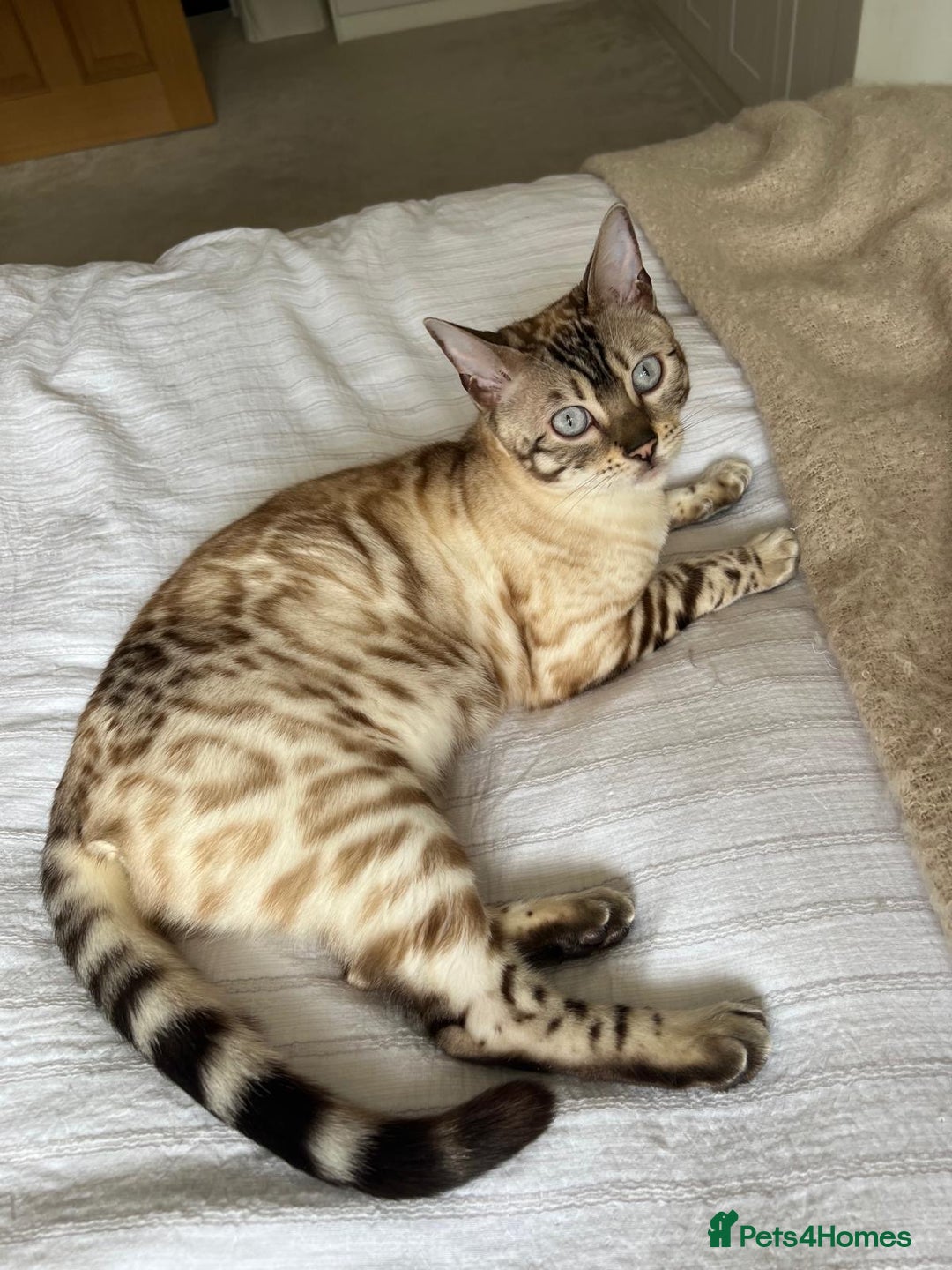 Bengal cats for sale: Bengal bother & sister - Image 6