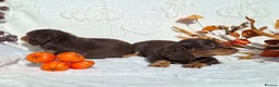 Dachshund dogs for sale: Beautiful long haired miniature daschunds . in Gosport - Advert 9