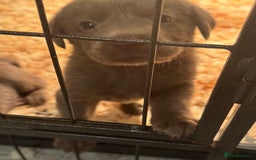 Labrador Retriever dogs for sale: Stunning silver Labradors  - Image 8