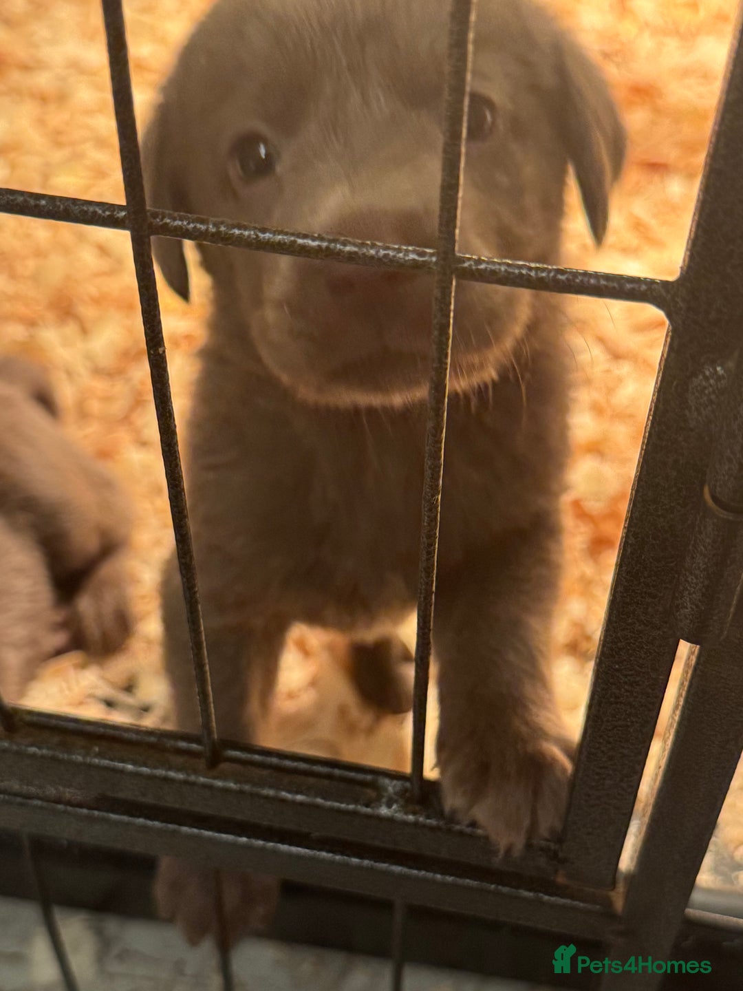 Labrador Retriever dogs for sale: Stunning silver Labradors  - Image 8