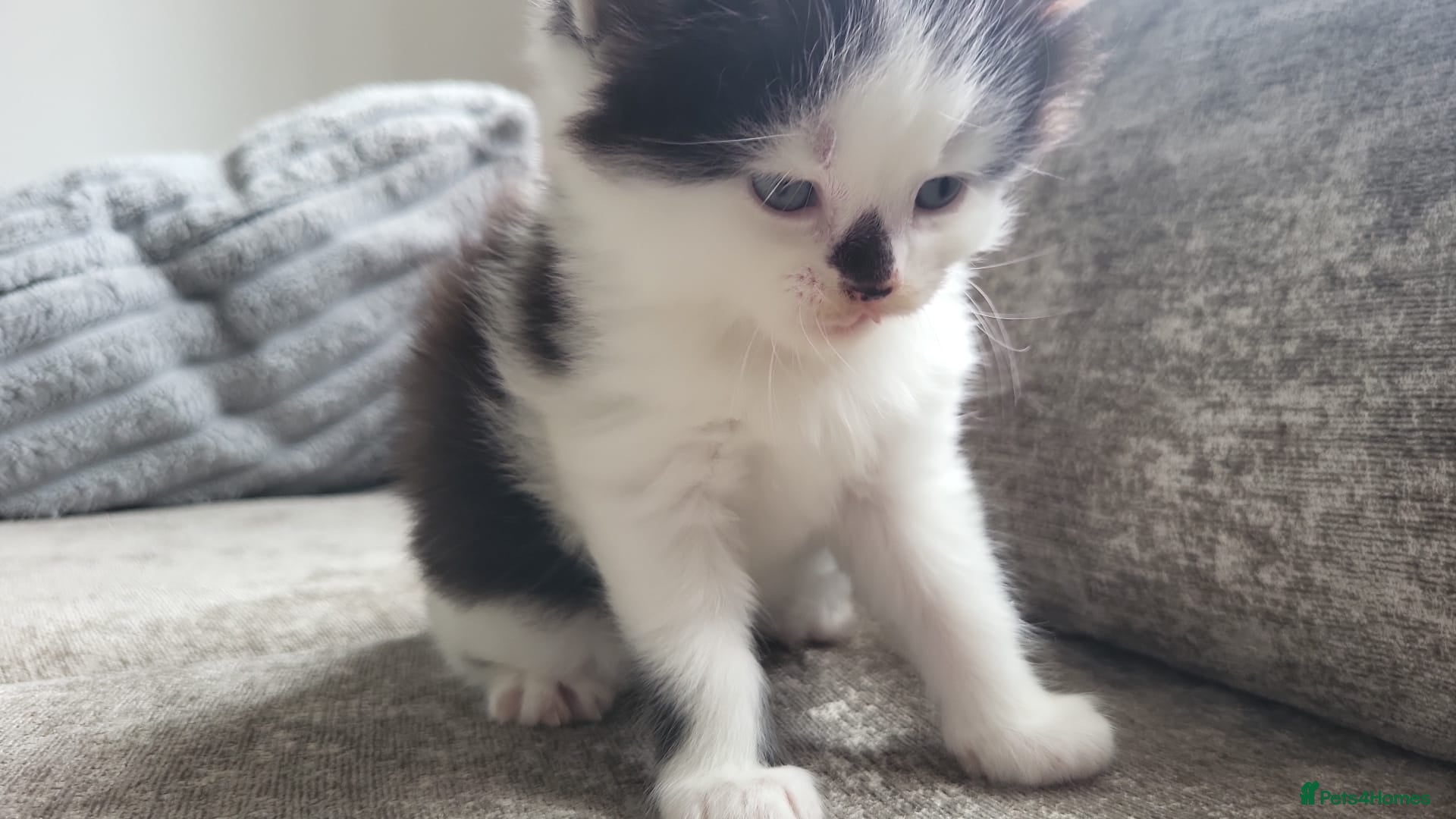 Persian cats for sale: Long haired Doll faced Persian cross  - Advert 13