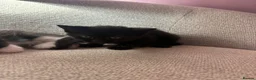 Mixed Breed cats for sale: 4 beautiful kittens - Advert 5