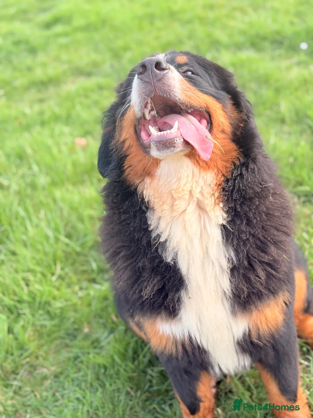 Bernese Mountain Dog dogs for sale: Gorgeous 1 year old Bernese mountain dog female  - Advert 2