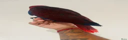 Parrots birds for sale: Hand reared Female Eclectus for sale  - Advert 5