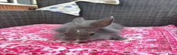 Mixed Breed rabbits for sale: Angora x lionhead babies  - Advert 10
