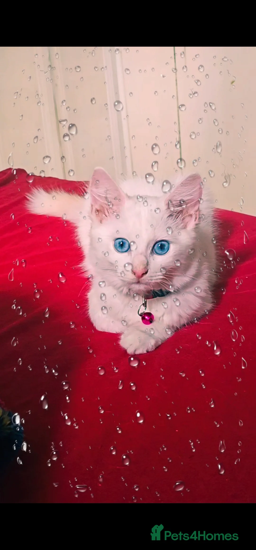 Ragdoll cats for sale: 3 Cute Ragdoll kittens - Advert 2