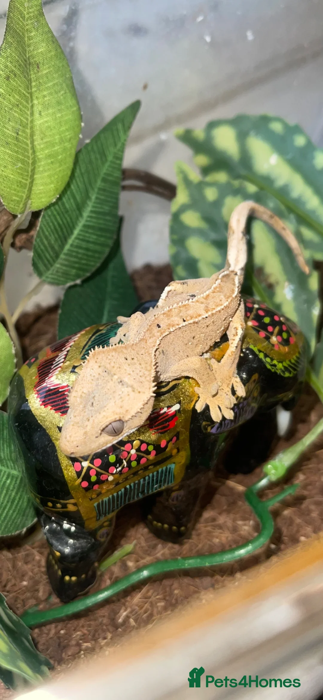 Gecko reptiles for sale: Crested gecko babies  - Advert 8