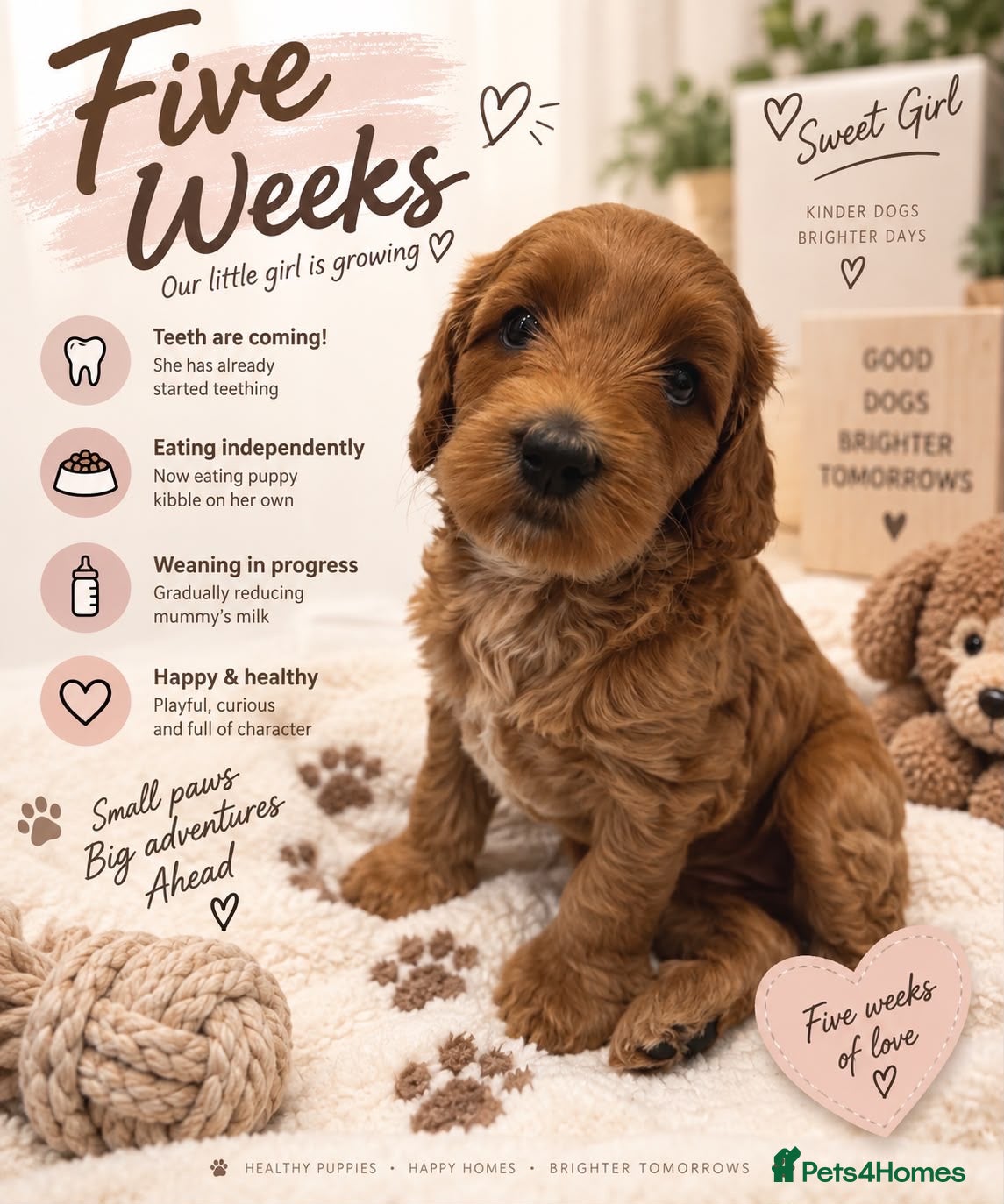 Mixed Breed dogs Double Doodle Puppies – Boy & Girl - Advert 2