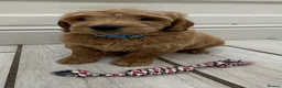 Double Doodle dogs for sale: Sunning littler of Australian Double Doodles  - Advert 16